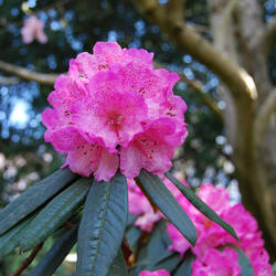 Yungbai lang by Pushpa waiba. Sushmita waiba