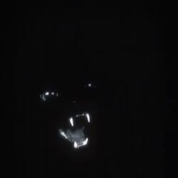 all black cat (feat. lifelessgarmentz)