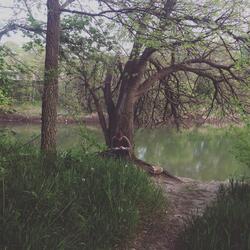 At the Willow Tree
