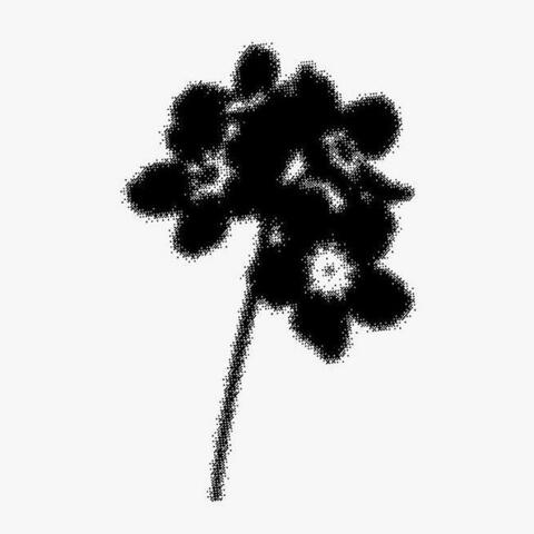 Woodbine  (Remixed)