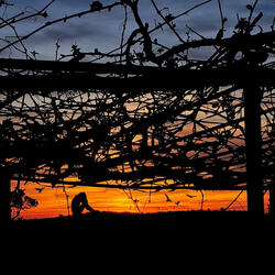 Lo que calla el corazón