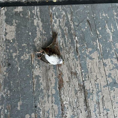Dead Birds