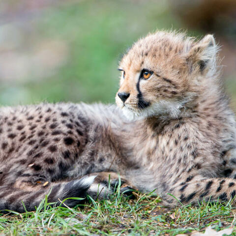 Fluffy Cheeta