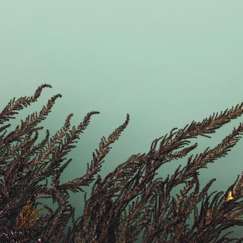 Floating Weeds