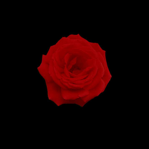 DO I REALLY NEED YOU?