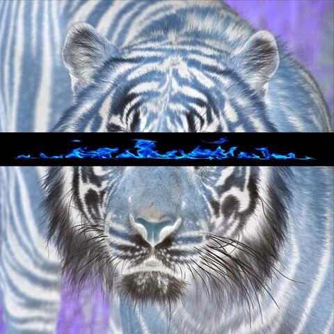 Tigers Don't Burn