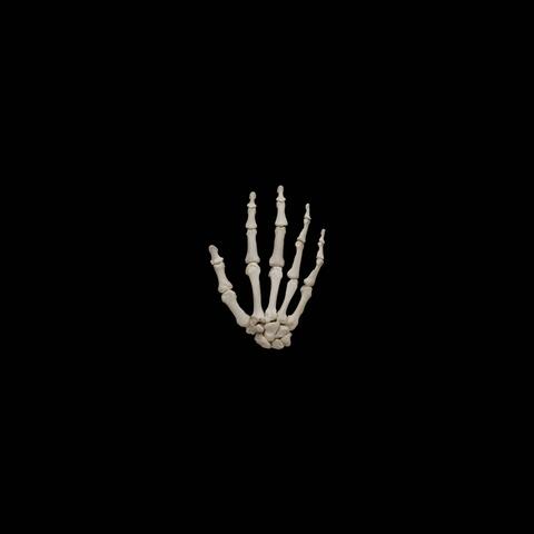 BONES