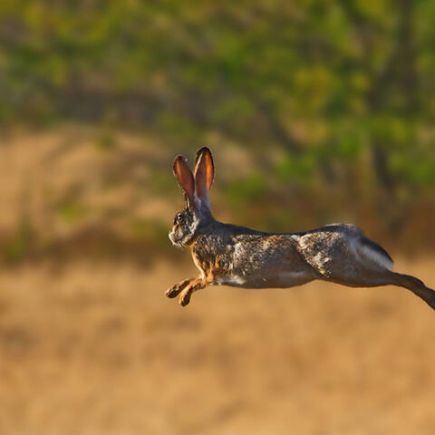Hare's Lonesome Leap