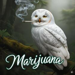 Marijuana