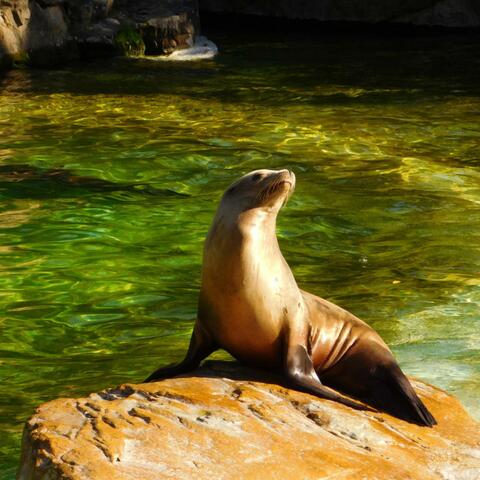 Shimmering Tides & Silky Sea Lions