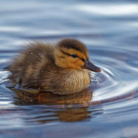 Duckling's Little Wings on the Water