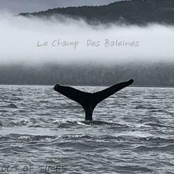 Le Champ Des Baleines