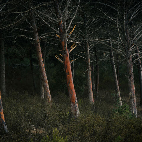 The Forest at Night