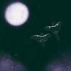 The Moth