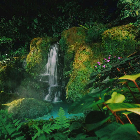 Amphibian Pool