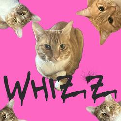 Whizz You Cool Cat