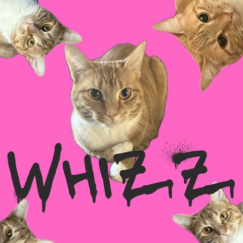 Whizz You Cool Cat