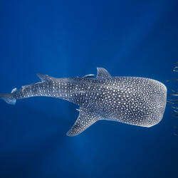 Big Fins, Bigger Grins
