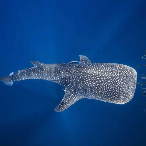 Big Fins, Bigger Grins