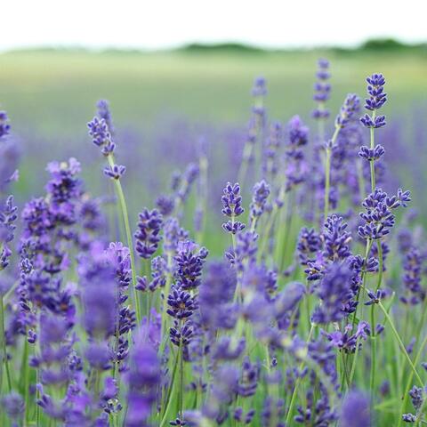 Piano K-Pop Album #15