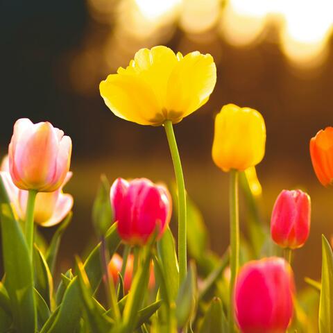 Piano K-Pop Album #16