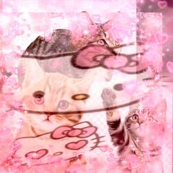 PINK FLUFFY CAT TYPE BEAT