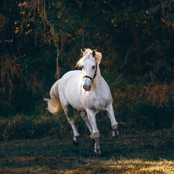Horse's Heart of a Gentle Hoof