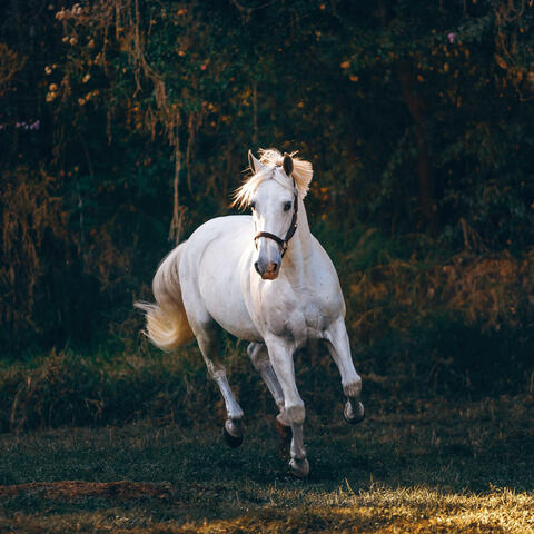 Horse's Heart of a Gentle Hoof