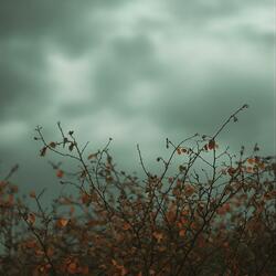 wilted