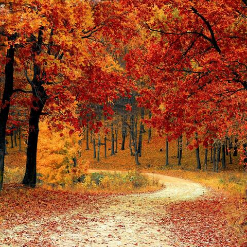 Autumn Foliage