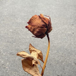 Free As A Flower (feat. SunFlower)