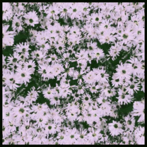 HALLUCINOGEN