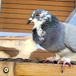 Pigeon Pals Bring Me Joy