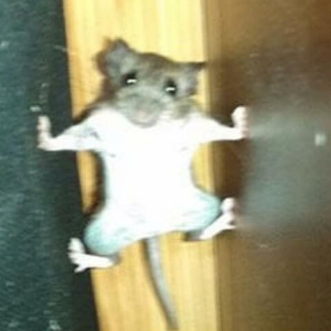 RATS LUCK