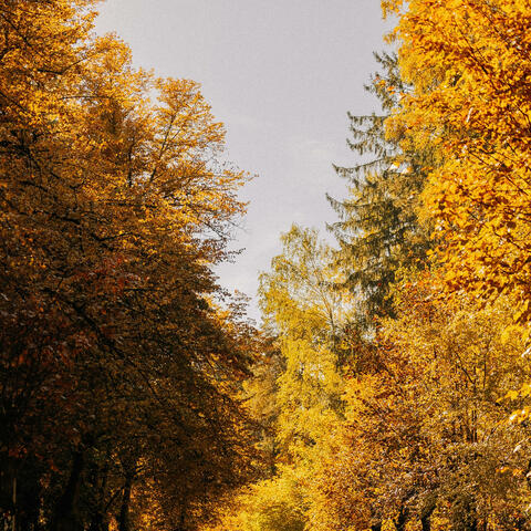 Autumn Serenade