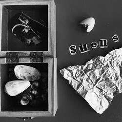 Shells Interlude