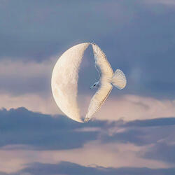 Have No Other Country But The Mind