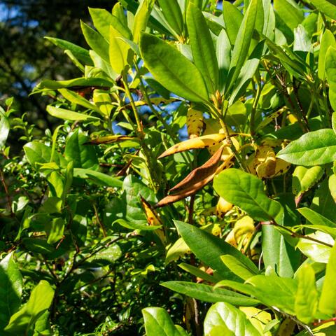 Sticky Monkey Flowers