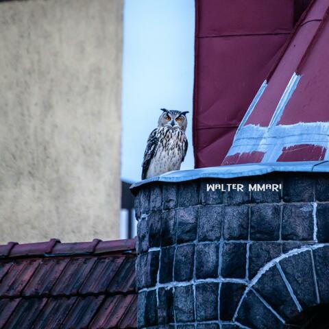 Lecturing Birds How To Fly