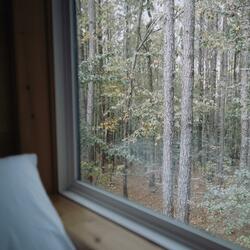 Red-Headed Woodpecker