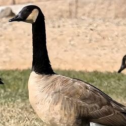Goose Glide Through Prescott's Pure Light