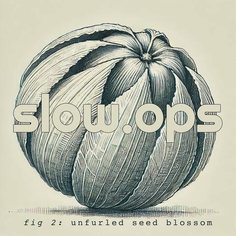 unfurled seed blossom