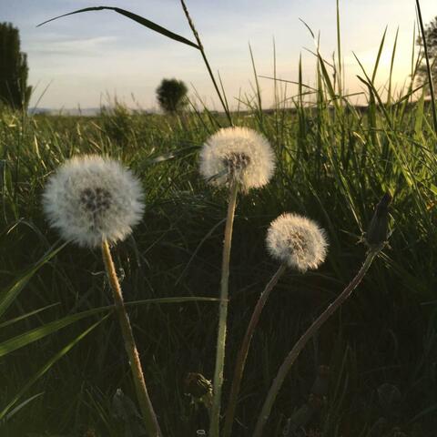keep wishing