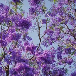 Grandaddy Purple Pt. II