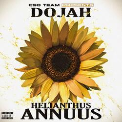 Helianthus Annuus