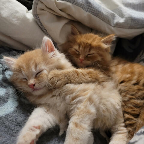 Furbabies R' Us