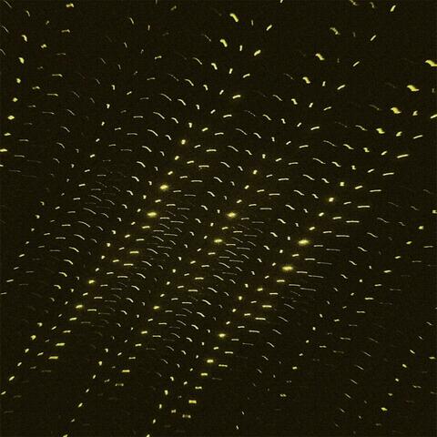 Chrysanths In November