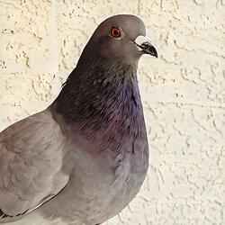 Gracie The Pigeon
