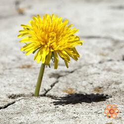 Dandelion Glow Meditation