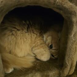 He would have liked blue bells